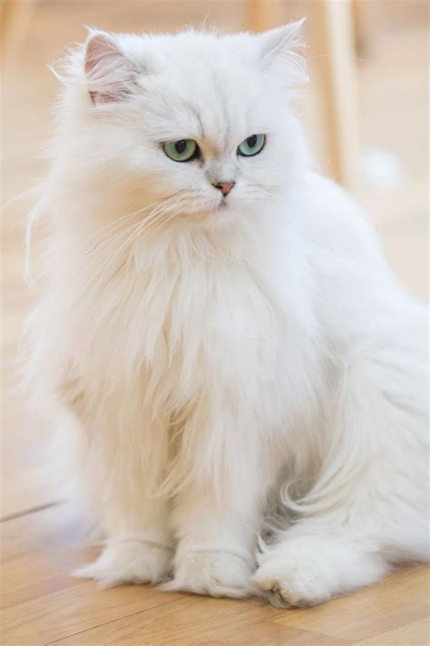 Their protruding eyes can be more easily damaged by their normal daily activities, or. These Facts About White Cat Breeds are Quite Fur-tastic ...