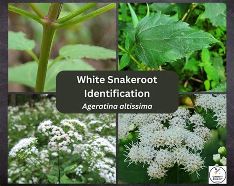 A Complete Guide To White Snakeroot What You Need To Know Growit