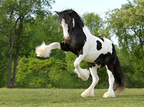 20 Photos Of Clydesdale Horses Information Horsestabledesigns