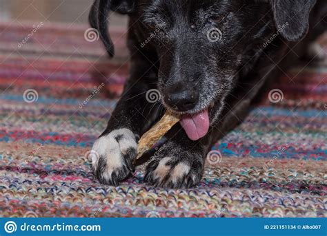 Dog With Chewing Bone For Dental Care Stock Photo Image Of Feed