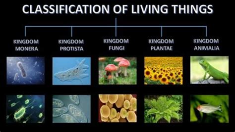 The Classification Of Living Things