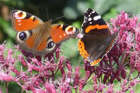 Butterfly Reports Dorset Butterflies