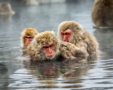 Premium Photo Group Of Japanese Macaques Are Sitting In Water In A