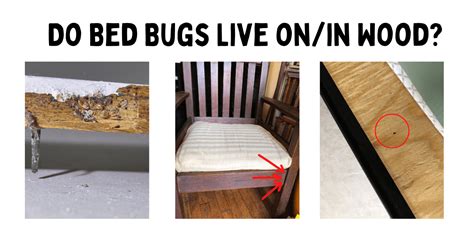 Do Bed Bugs Live In Wood Can Bed Bugs Live On Furniture