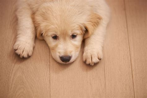 What To Know About Parvovirus Parvo In Dogs