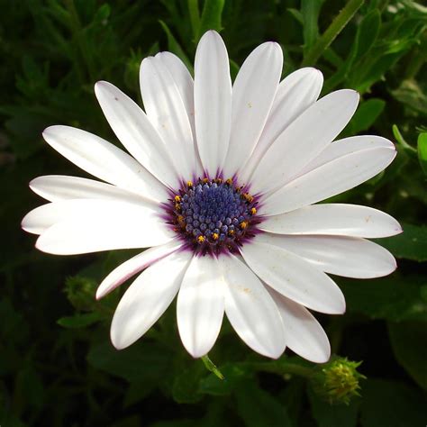 Beautiful Osteospermum White Daisy With Purple Center Photograph By