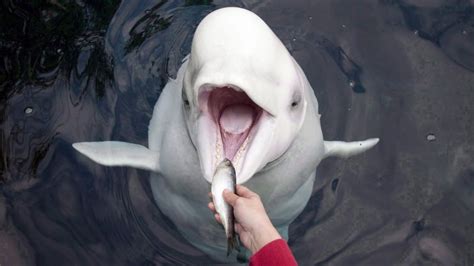 Warmer Weather More Killer Whales Bad News For Hudson Bay Belugas