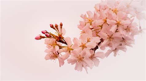 fondos de pantalla 1920x1080 floración de árboles primavera rama sakura cerezo naturaleza