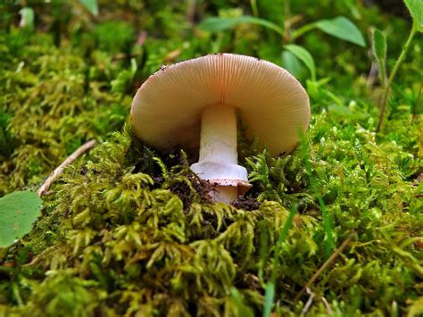 Image champignons-3 : Free picture : mushroom, fungus, lichen, wood, moss, nature ...