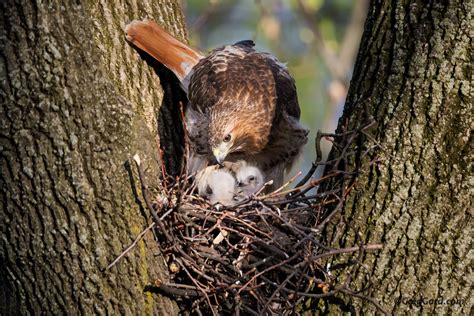 Hawks Nest Bird Ubicaciondepersonascdmxgobmx