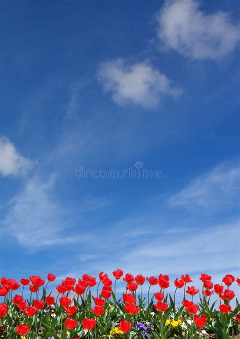 Red Flower And Blue Sky Stock Image Image Of Backgrounds 3555893