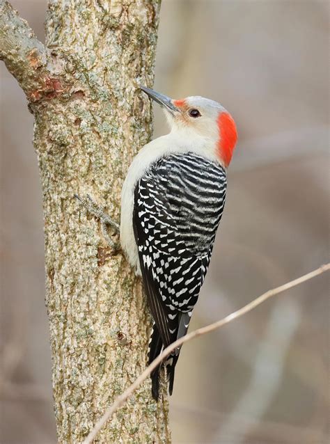 Red Bellied Woodpecker 779 Indiana Photograph By Steve Gass