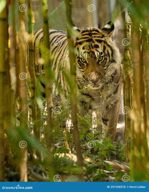 Sumatran Tiger Rare Tiger Subspecies That Inhabits The Indonesian