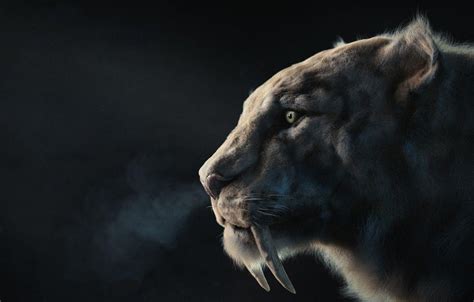 Best Saber Tooth Tiger Wallpapers Full Hd For Pc Images 16280 The
