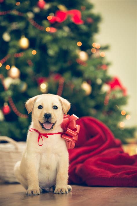 22 Adorable Puppies Who Are Just As Excited For Christmas As You Are
