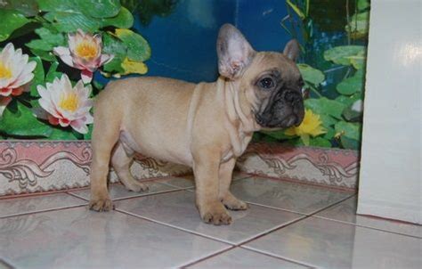 All of our french bulldog puppies are bred for health, temperament and personality and are raised underfoot in our home. French Bulldog Puppies For Sale | Detroit, MI #238544