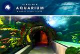 Va Aquarium Pictures