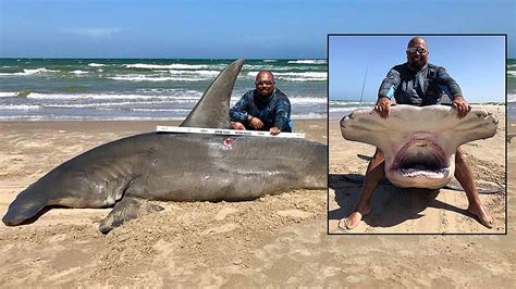 Texas Fisherman Reels In 14 Foot Hammerhead Shark Calls It Catch Of