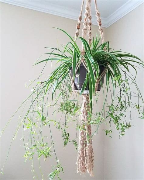 Spider Plant Hanging Plants Plant Babies Plant Display Green Foliage