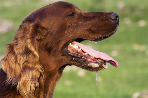 Excess Production Of Saliva In Dogs Symptoms Causes Diagnosis