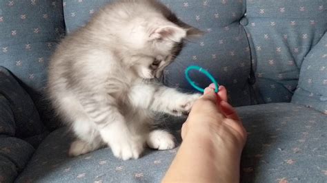 Silver Shaded Maine Coon Kitten Playing With A Hair Tie Youtube