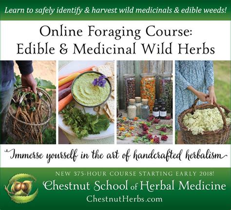 Foraging For Wild Edibles And Herbs Sustainable And Safe Gathering