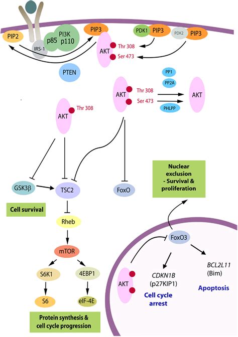 The PI3K Akt Pathway Akt Is Recruited To The Plasma Membrane By