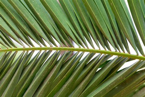 Lush Green Palm Leaf Stock Photo Image Of Design Geometric 32601268