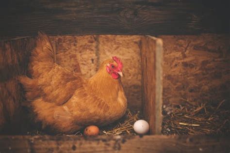 How often and how long do hens lay eggs for? Hens can lay eggs even without roosters - Agriculture Monthly