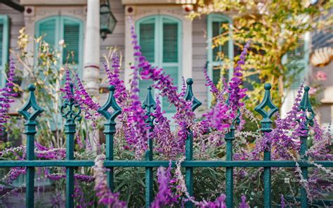 Flowers And An Ironwork Fence In Front Of A House In New Orleans