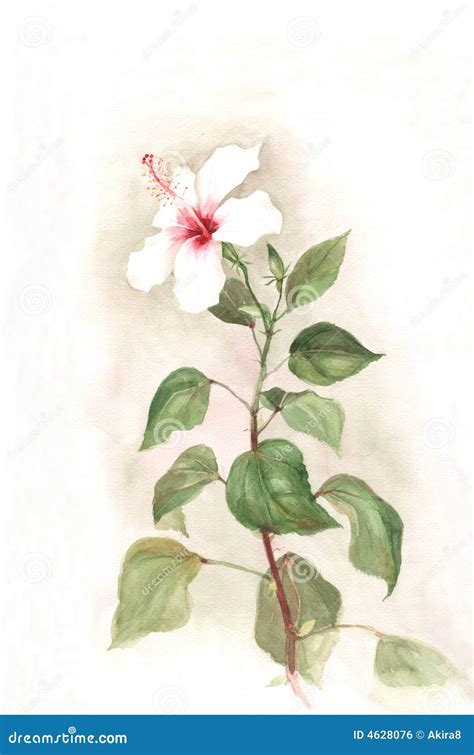 White Hibiscus Flower Watercolor Painting Royalty Free Stock Image