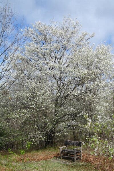 Native White Flowering Trees For Spring