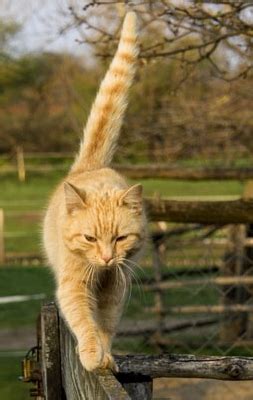 If your cat begins twitching and scratching intensely out of nowhere, don't write it off as just another strange behavior. Know Your Cat - cat and her tail.