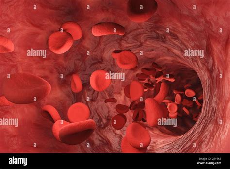 Red Blood Cells Flowing In A Blood Vessel 3d Illustration Of Human