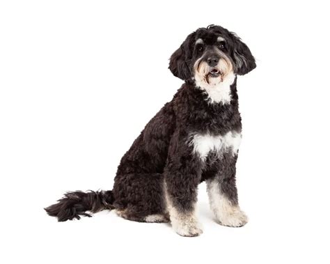 Taking Home A Blue Heeler Poodle Mix Read This Guide First