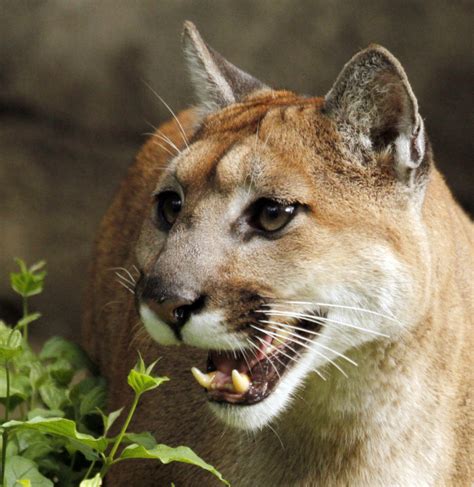 Oregon Wildlife Officials Kill Cougars Preying On Pets Chickens The