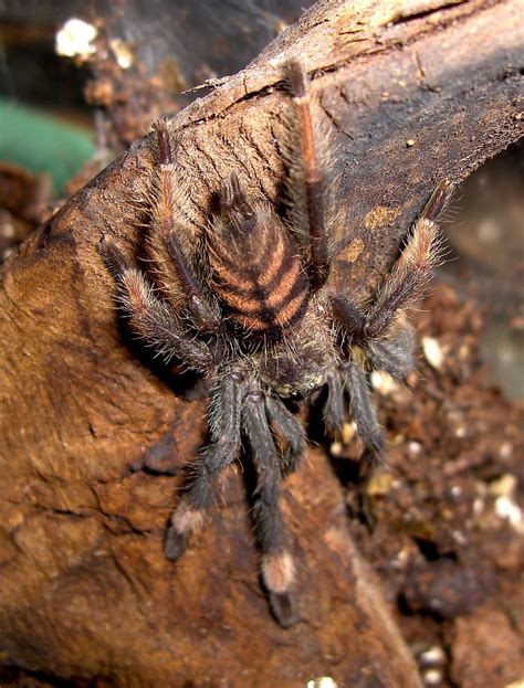 Psalmopoeus Irminia Venezuelan Suntiger S Robinson Flickr