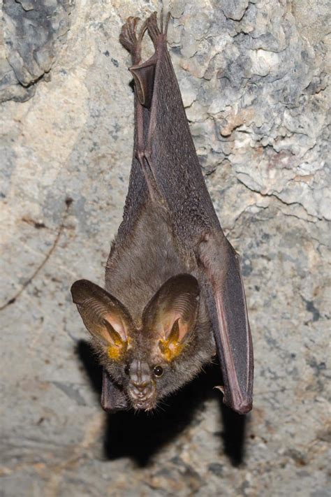 Lesser False Vampire Bat Khao Sok National Park Thailand