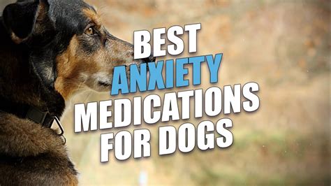 Some dogs require only mild sedation, while others will need medication that puts them completely out. Best Anxiety Medications for Dogs - YouTube