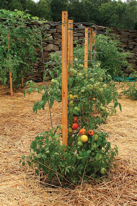 Learn How To Stake Your Tomatoes Finegardening