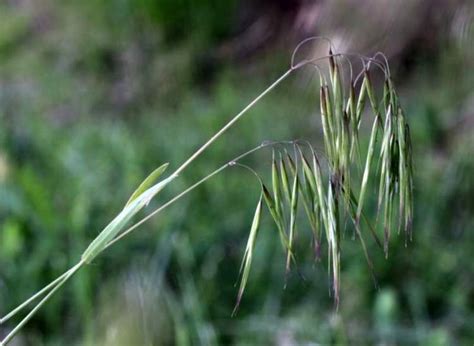 http://luirig.altervista.org/schedenam/fnam.php?taxon=Bromus+tectorum