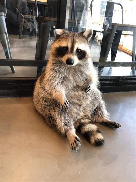 Gday Sir Theres Literally A Raccoon Cafe In Seoul Korea And It Will
