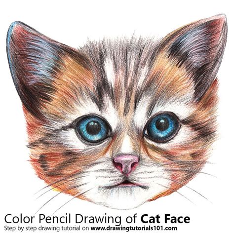 Cat Face Colored Pencils Drawing Cat Face With Color Pencils