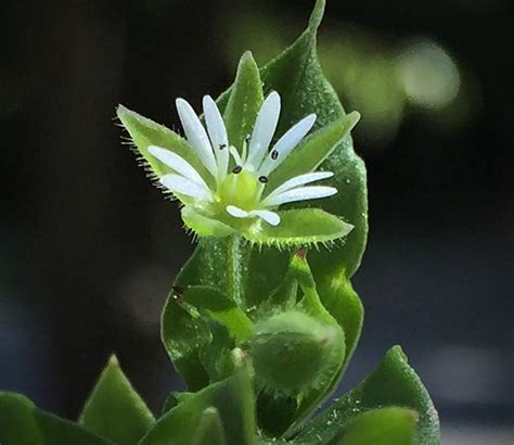 Lawn And Turfgrass Weeds Common Chickweed