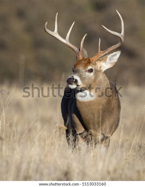 Whitetail Deer Buck During Mating Season Stock Photo 1513033160