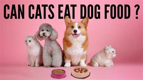 Can Cats Eat Dog Food A Comprehensive Cat Diet Guide Kitty County
