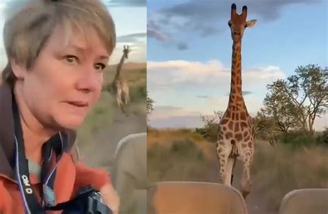 Video Of Angry Giraffe Following Tourist Clicking Photos Goes Viral Informalnewz