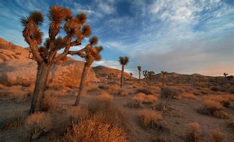 California Desert Guide Joshua Tree Death Valley Mojave And Palm Springs