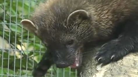 Fisher cat sounds are scary sounds. See a fisher up close and hear the alien sound it makes ...
