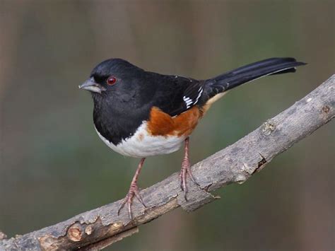The Eastern Towhee Clay Russell